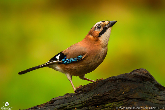 Jay