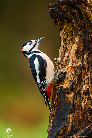 Greater Spotted Woodpecker