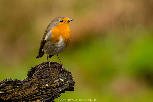 Robin
