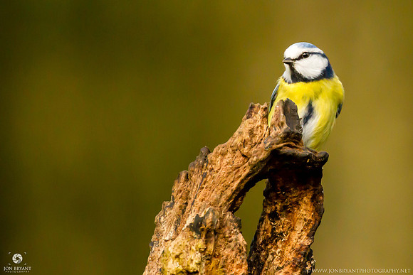 Blue Tit