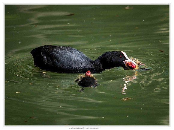 ...sustained attack on its own chick