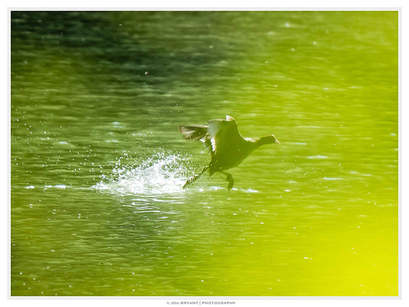 Coots in flight run across water, panning at speed with some foreground foliage bokeh