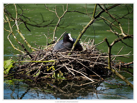Many nests were sighted around the banks of the lake at various levels of incubation.