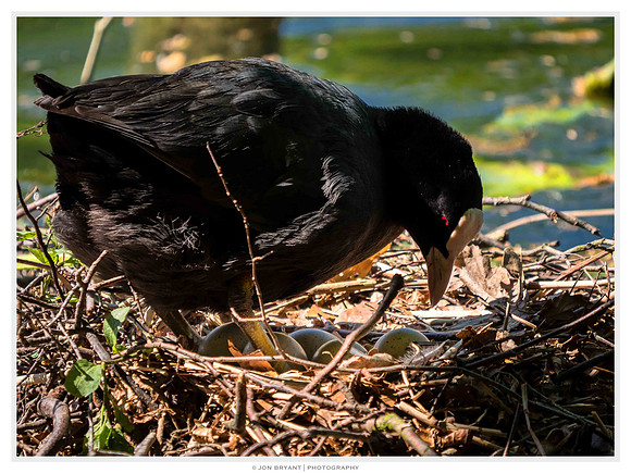 With a little patience the coot lifts revealing the eggs.