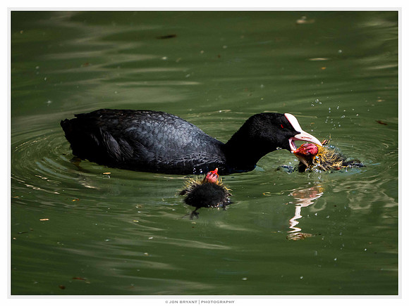 ...can sometimes become a brutal attack...(see next image)