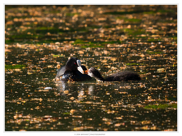 In other sections of the lake some of the coot chicks were bigger having hatched earlier.