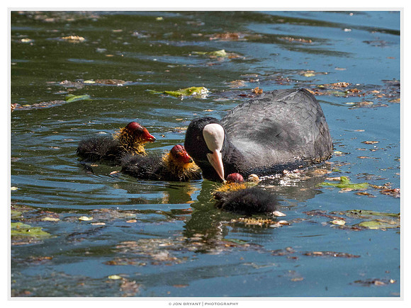 After the third day the chicks left the nest and started to swim.
