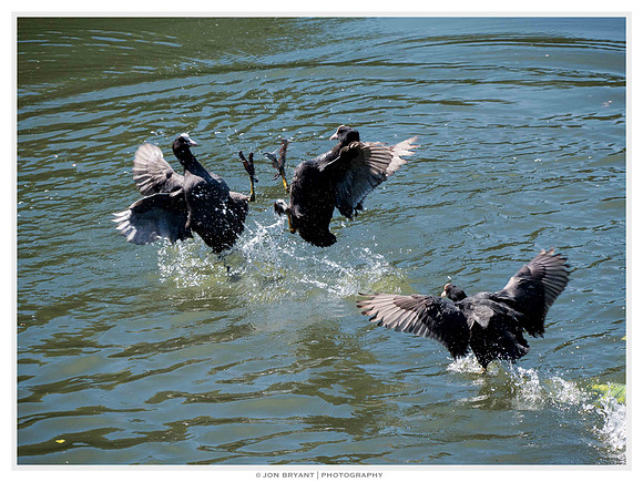 Territorial fighting becomes more intense during egg laying and hatching.